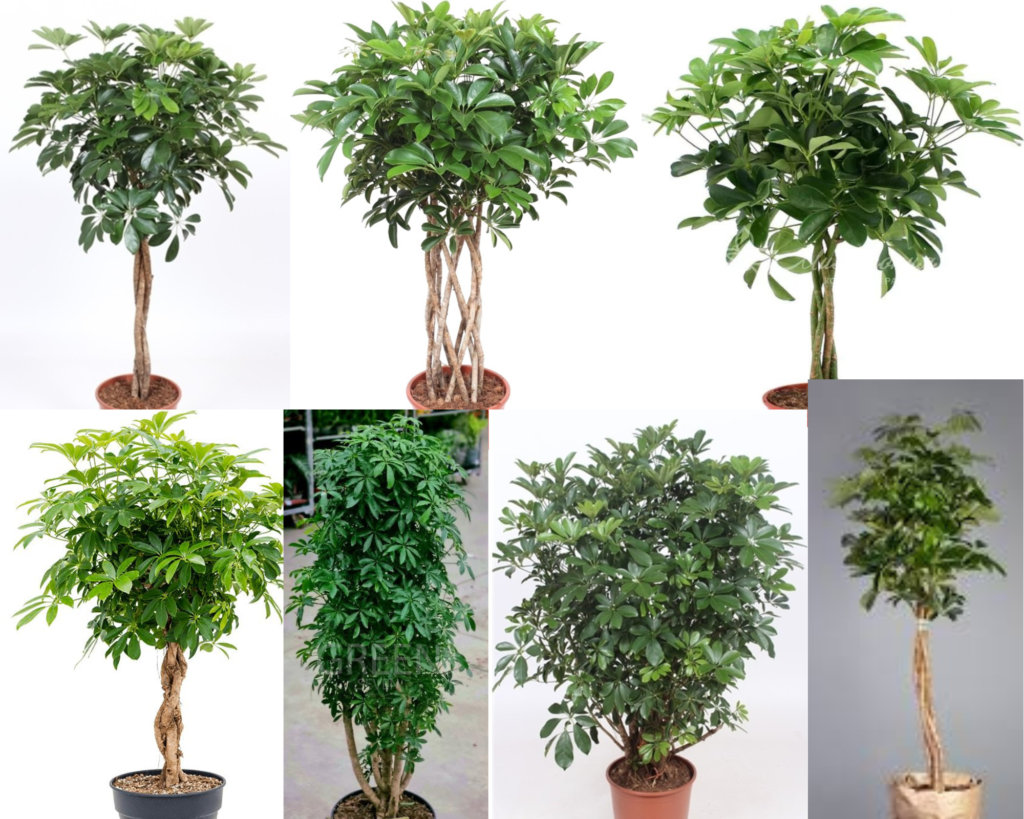Schefflera compacta Шеффлера Компакта (Schefflera arboricola ‘Compacta’) — компактное комнатное растение