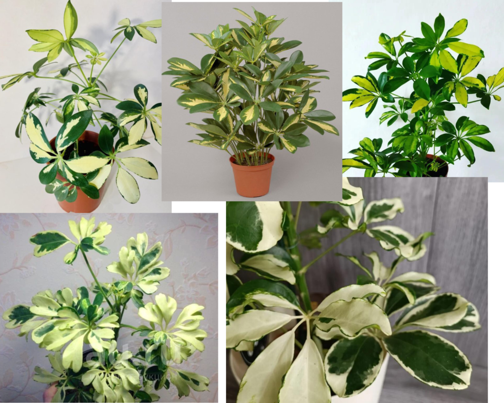 Шеффлера вариегатная — Schefflera arboricola Variegata Шеффлера вариегатная (Schefflera arboricola ‘Variegata’)