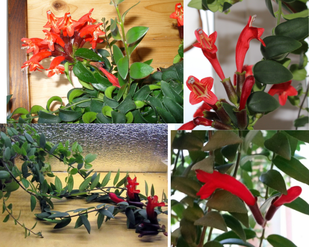 Эсхинантус Каролина — описание и уход Эсхинантус Каролина (Aeschynanthus caroline), популярный вид