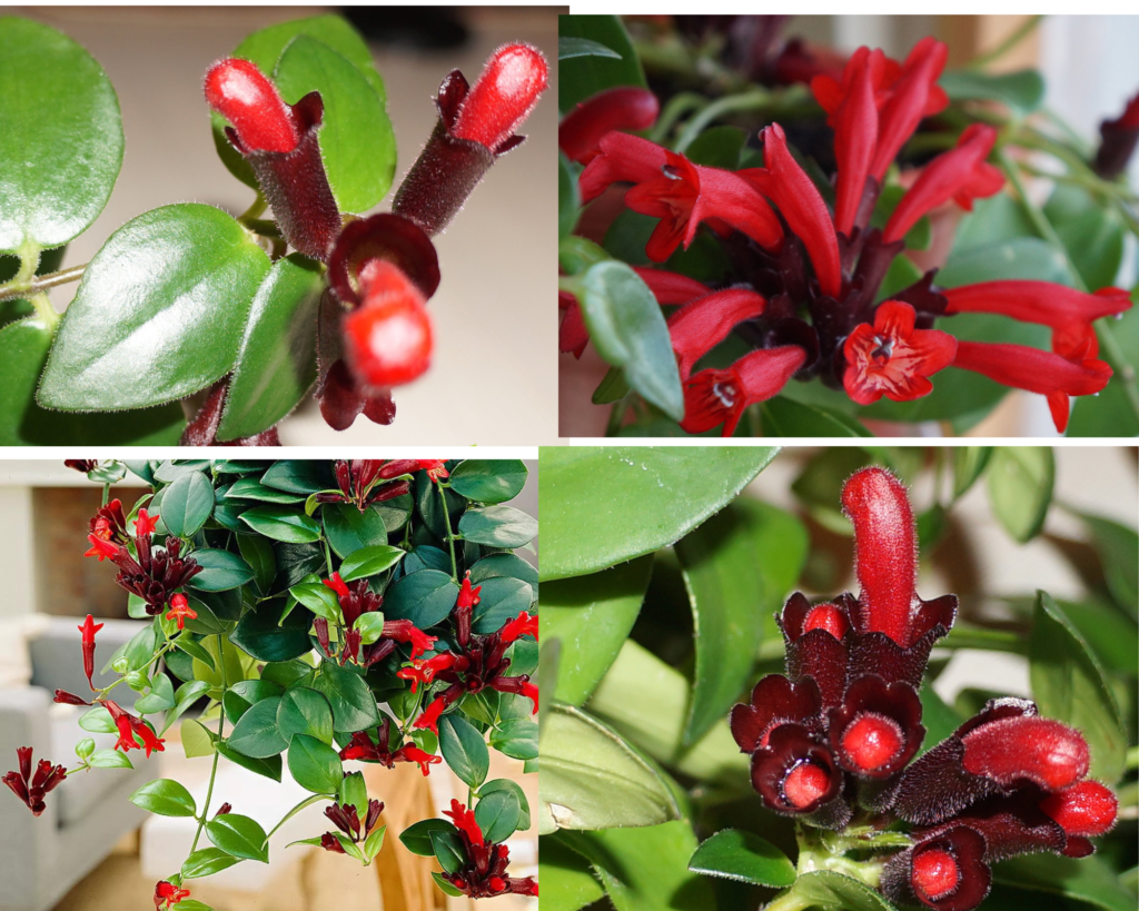 Эсхинантус Bella Donna — уход и особенности сорта Эсхинантус Bella Donna (Aeschynanthus Bella Donna), популярный вид