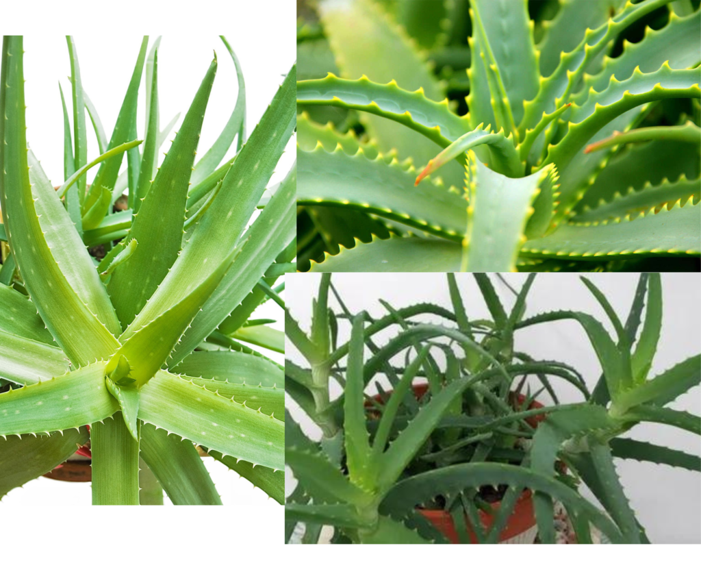 Алоэ вера — лечебное комнатное растение Алоэ вера (Aloe vera) — суккулент с мясистыми листьями лечебного назначения