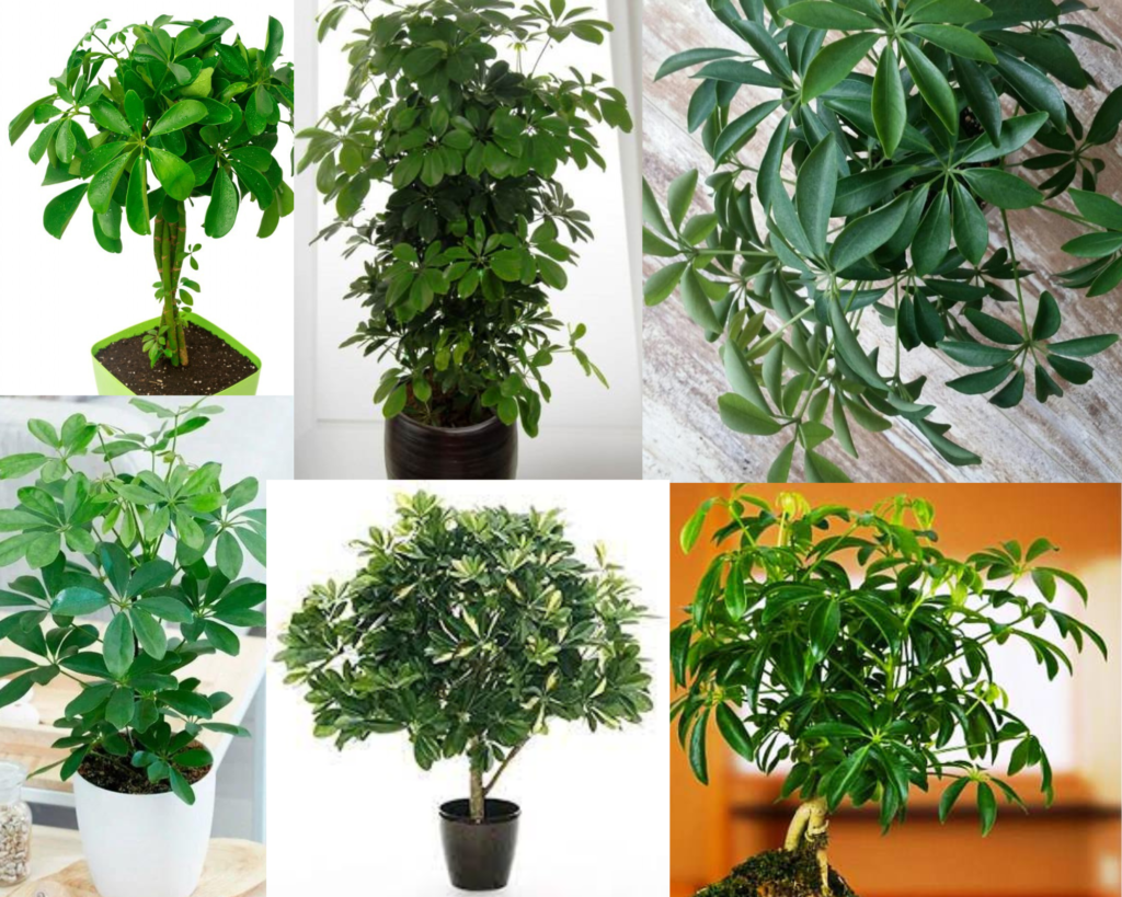 Шеффлера Грин Стар — Schefflera actinophylla Шеффлера Грин Стар (Schefflera actinophylla)