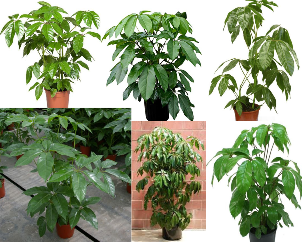 Шеффлера Амате — Schefflera amate Требования в уходе за шеффлерой Амате (Schefflera amate)