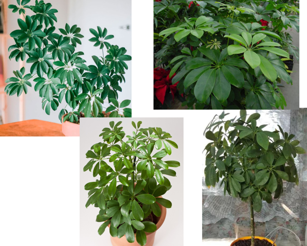 Восьмилистная шеффлера — Schefflera octophylla Восьмилистная шеффлера (Schefflera octophylla)