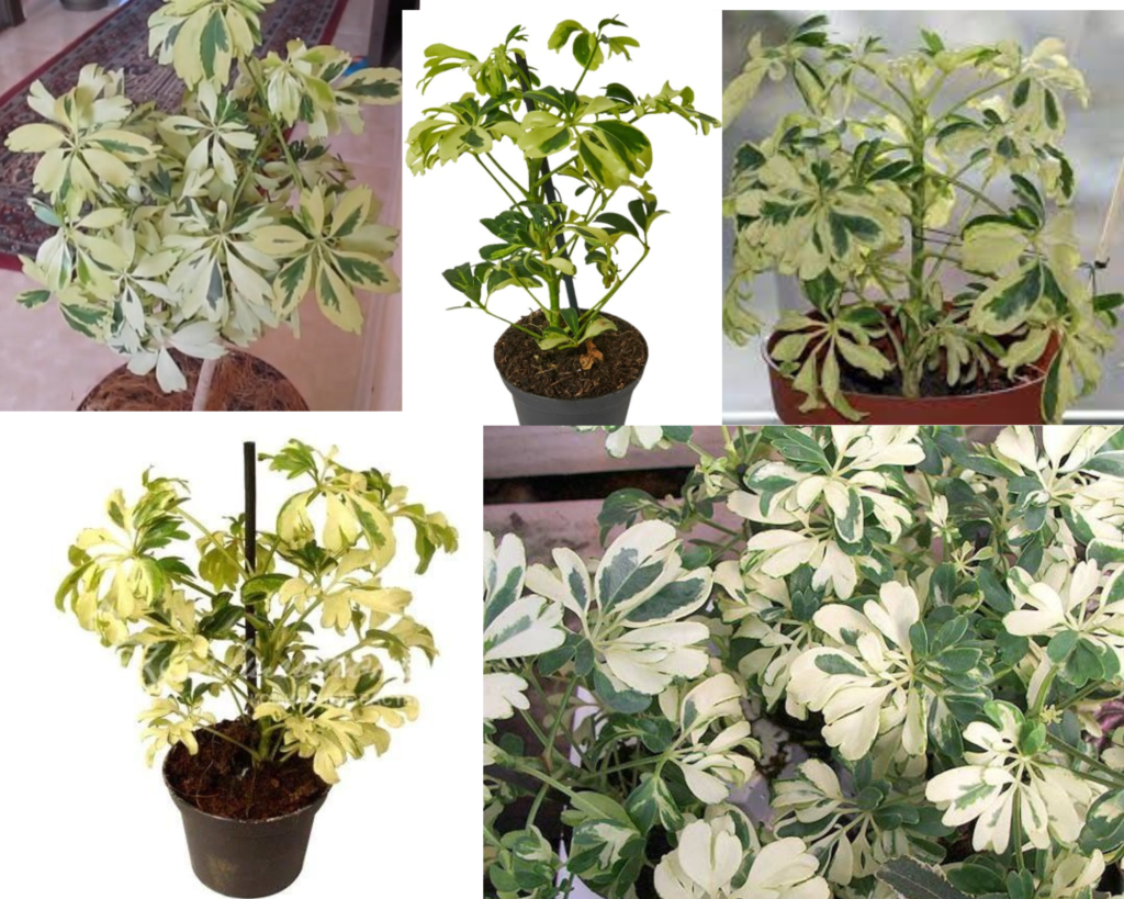 Шеффлера Жанин — Schefflera Janine Требования в уходе за шеффлерой Жанин (Schefflera Janine)