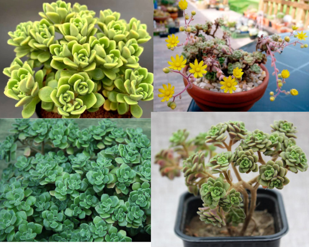 Цветок Айхризон извилистый, вид (Aichryson tortuosum) крупным планом