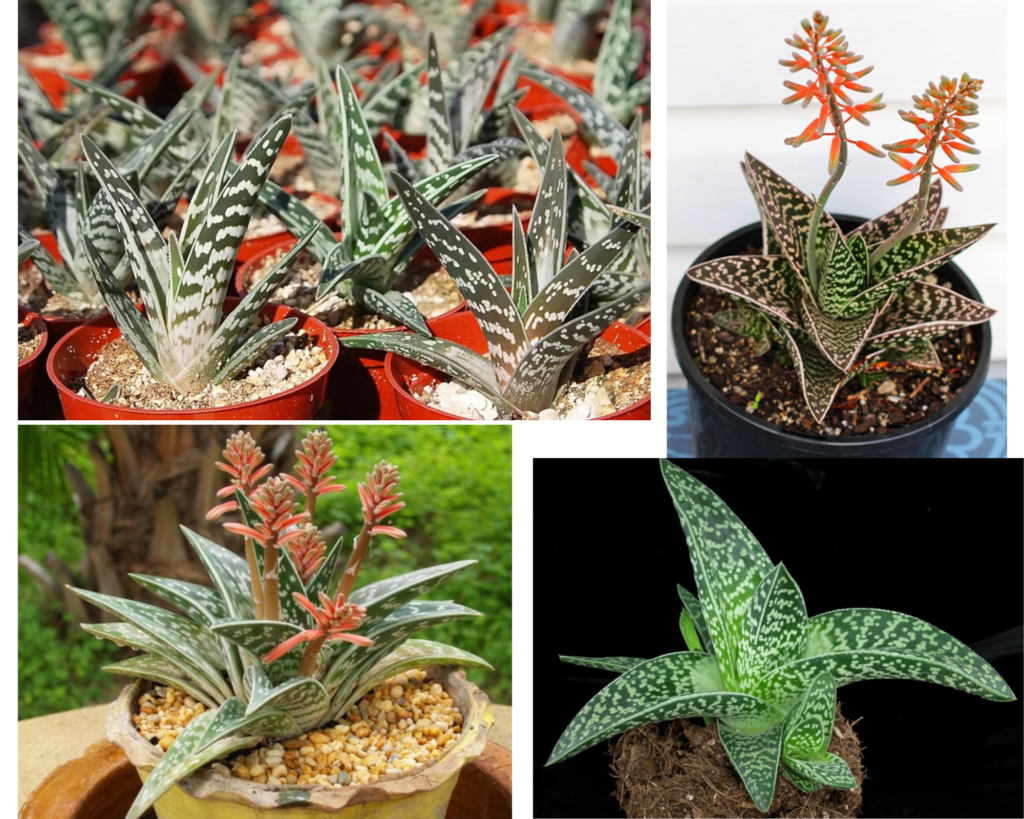 Алоэ пестрое — тигровый вид Aloe variegata Алоэ пестрое, тигровое (Aloe variegata) — декоративный суккулент с мраморным рисунком листьев