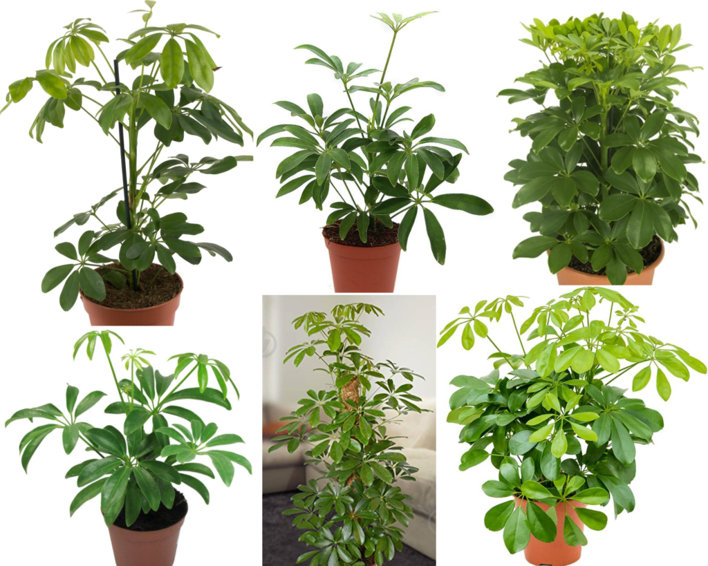 Schefflera arboricola Nora — декоративный сорт шеффлеры Требования в уходе за шеффлерой Нора (Schefflera arboricola ‘Nora’)
