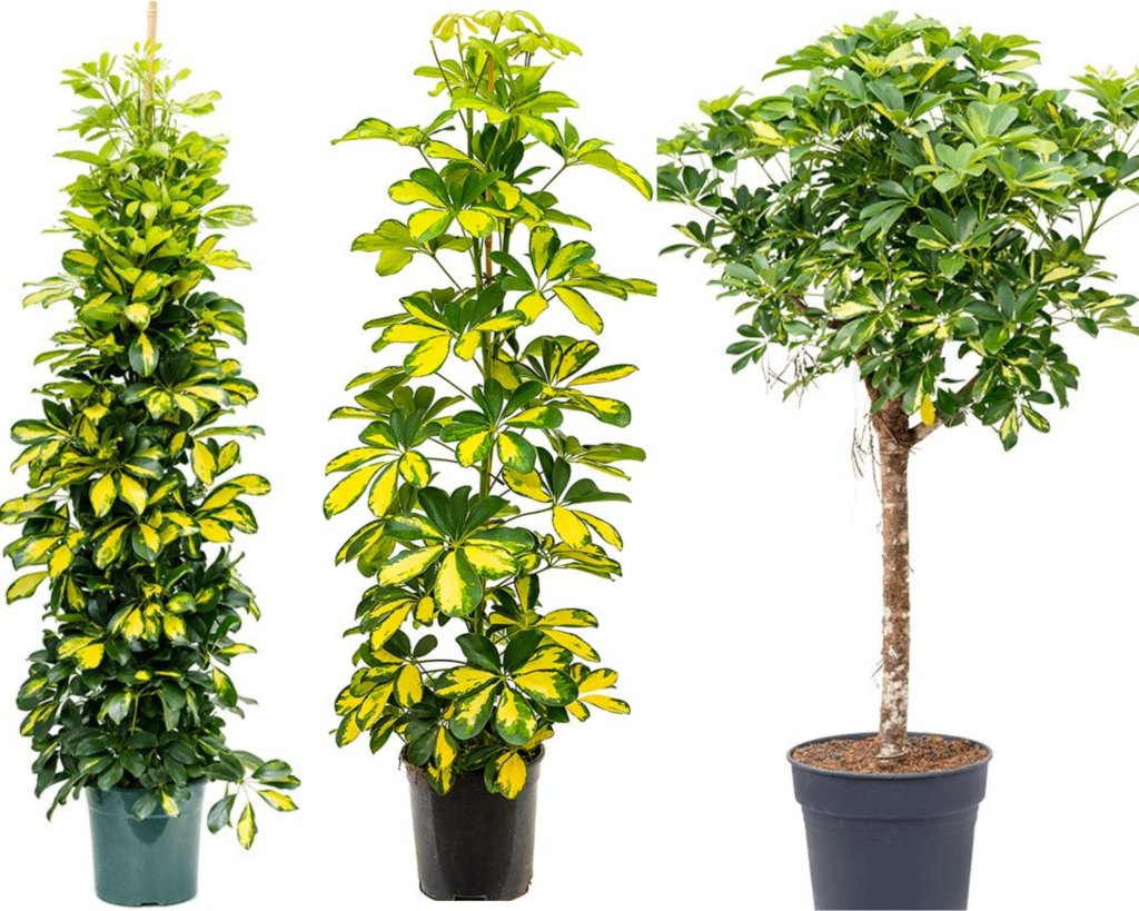 Schefflera arboricola Gold Capella — высокий вариегатный сорт шеффлеры Шеффлера Голд Капелла (Schefflera arboricola ‘Gold Capella’)