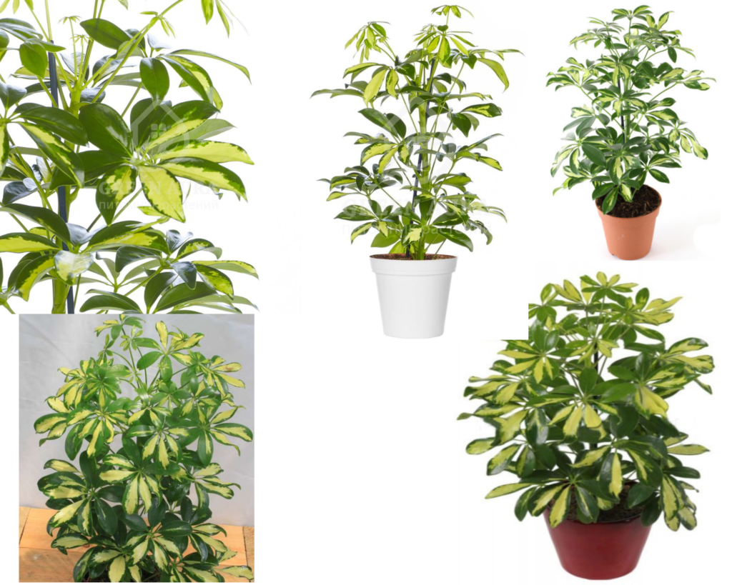 Schefflera arboricola Gerda — пёстрый сорт шеффлеры Требования в уходе за шеффлерой Герда (Schefflera arboricola ‘Gerda’)