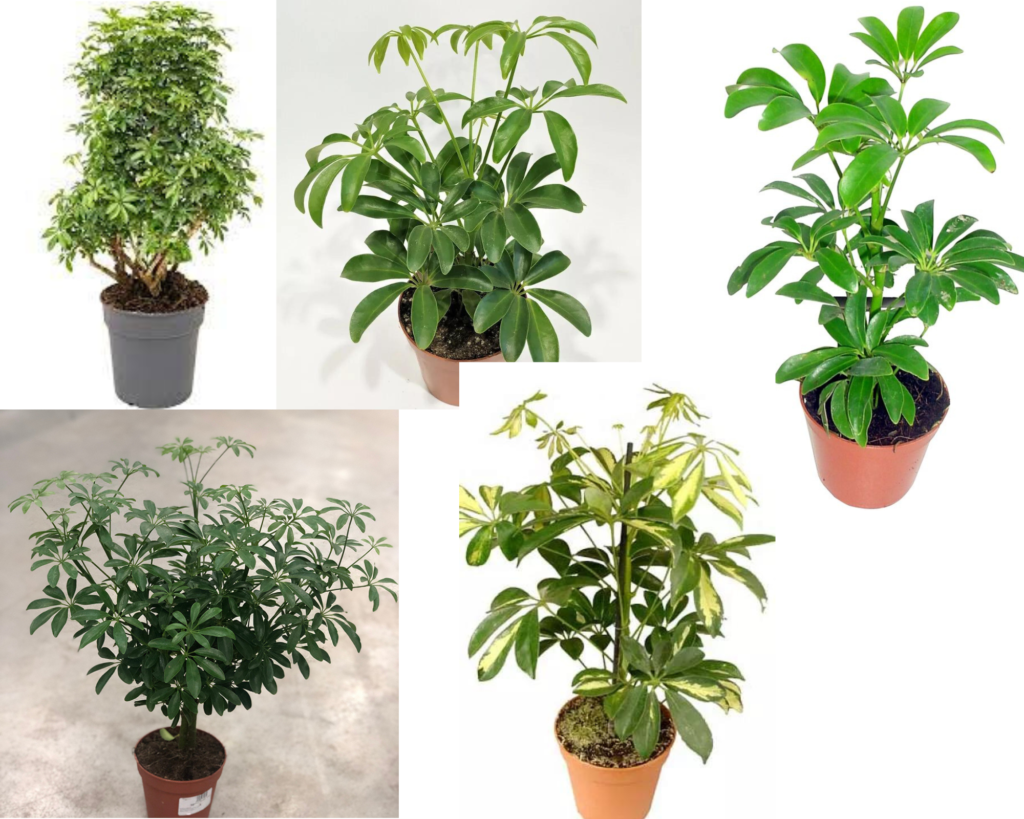 Schefflera Louisiana — декоративный сорт шеффлеры для интерьера Требования в уходе за шеффлерой Луизиана (Schefflera Louisiana)