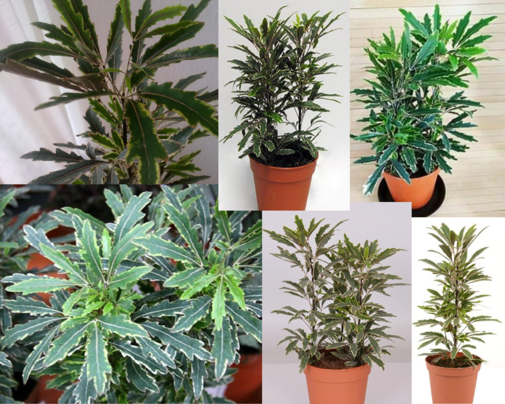 Schefflera elegantissima Bianca — декоративная шеффлера с необычной листвой Требования в уходе за шеффлерой Бьянка (Schefflera elegantissima ‘Bianca’)