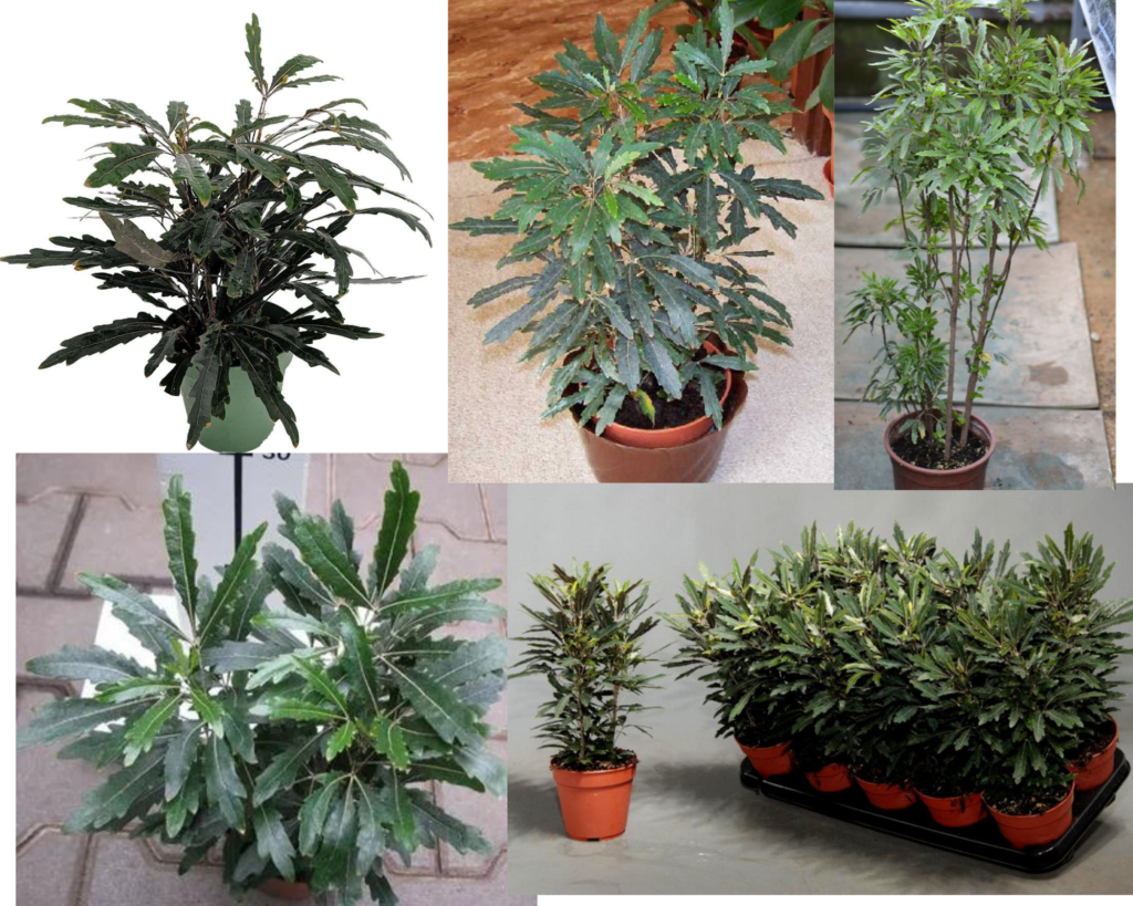 Schefflera elegantissima Castor — декоративная шеффлера с узкой листвой Шеффлера Кастор (Schefflera elegantissima ‘Castor’, Dizygotheca elegantissima ‘Castor’)