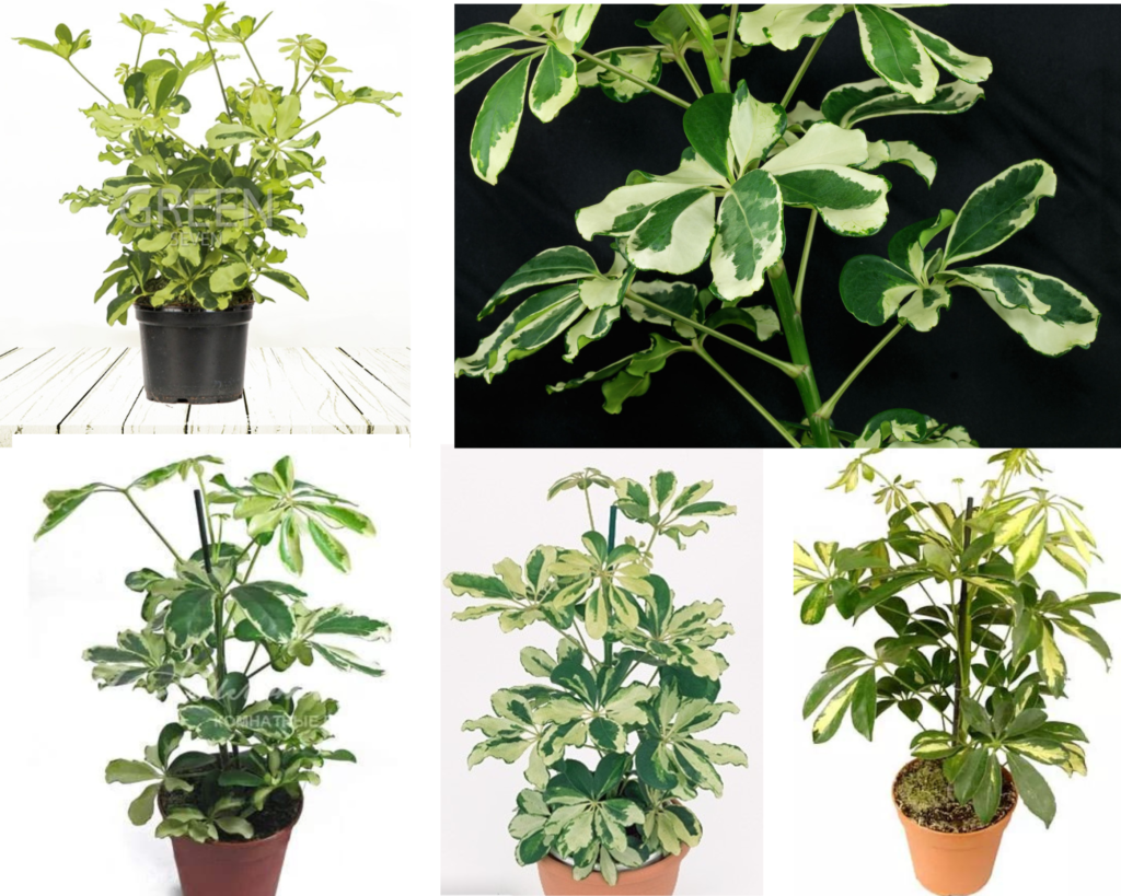 Schefflera arboricola Charlotte — вариегатная комнатная шеффлера Требования в уходе за шеффлерой Шарлотта (Schefflera arboricola ‘Charlotte’)