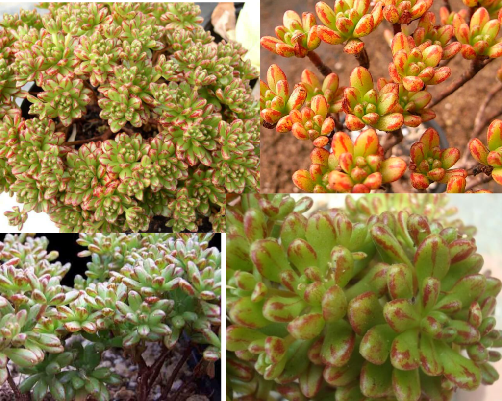 Айхризон очитколистный (Aichryson sedifolium) — внешний вид растения крупным планом