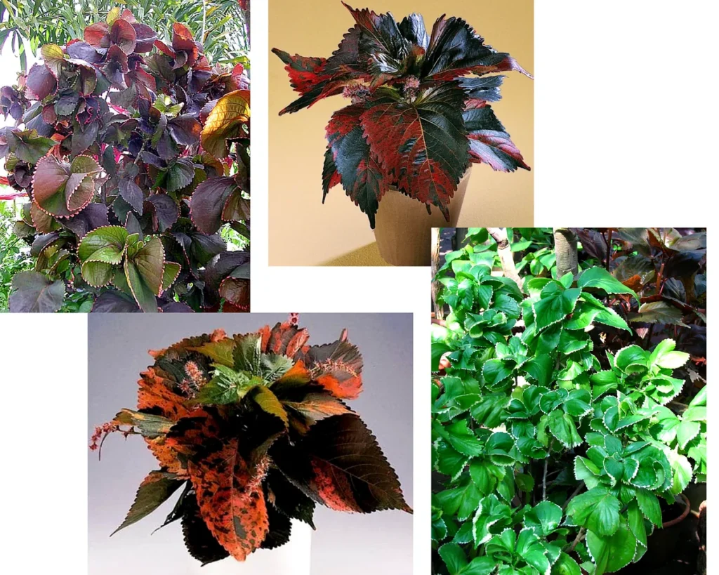 Акалифа Уилкса (Acalypha wilkesiana) с зелёной и бордовой листвой в коллаже