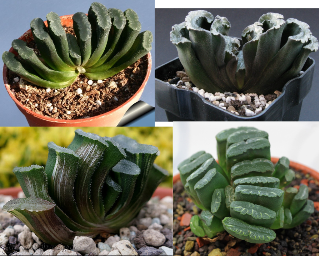 Хавортия Трунката (Haworthia truncata) — суккулент, выращивание и уход дома