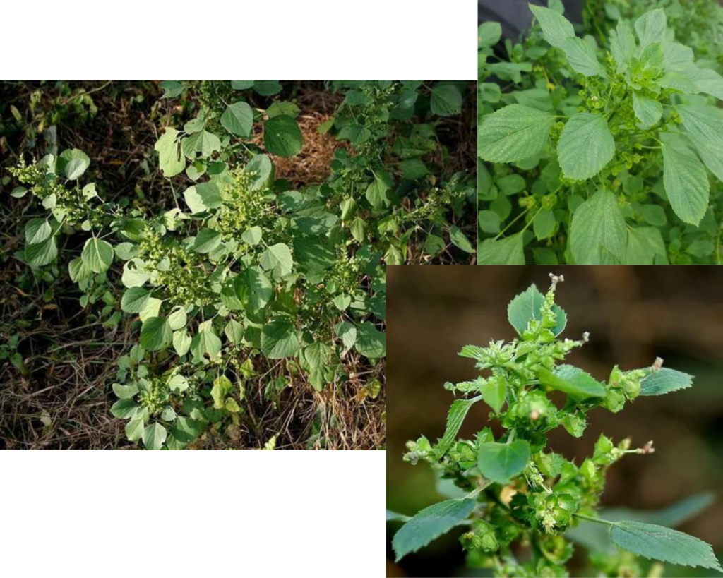 Акалифа индийская (Acalypha indica)