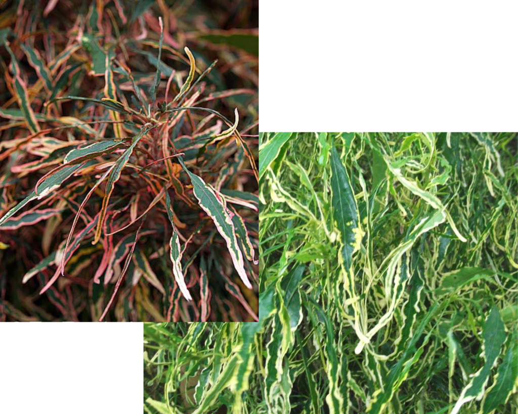 Акалифа Годсефа (Acalypha godseffiana). Уход за Акалифой в домашних условиях