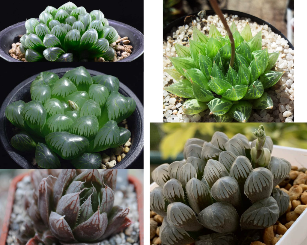 Хавортия Купера (Haworthia cooperi) — суккулент, уход в домашних условиях