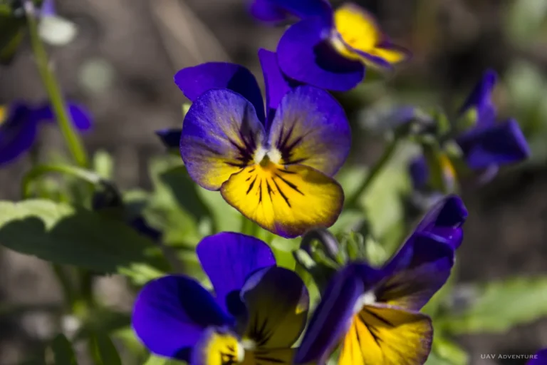 Фиалка трёхцветная (Viola tricolor) крупным планом с фиолетово-жёлтыми лепестками.
