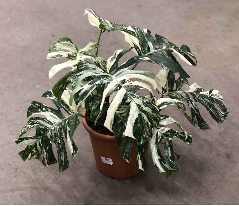 Монстера пестролистная (Monstera variegata)