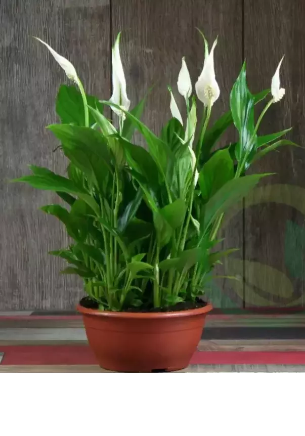 Спатифиллум Уоллиса (Spathiphyllum wallisii)