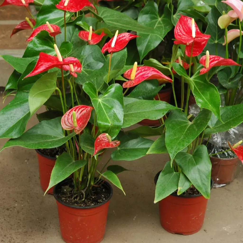 Антуриум Андре (Anthurium andreanum) — популярный цветущий комнатный вид для дома