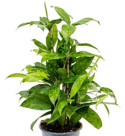 Dracaena surculosa (Драцена Годсефа) — компактное кустовидное растение с пёстрыми овальными листьями.