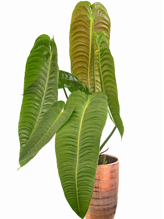 Антуриум Вейчи (Anthurium veitchii) — рельефные длинные листья королевского типа