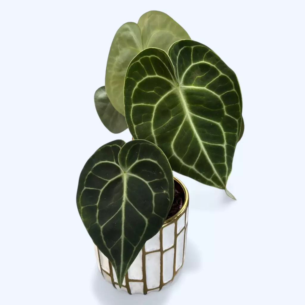 Антуриум Кларинервиум (Anthurium clarinervium) — плотные сердцевидные листья с контрастными жилками