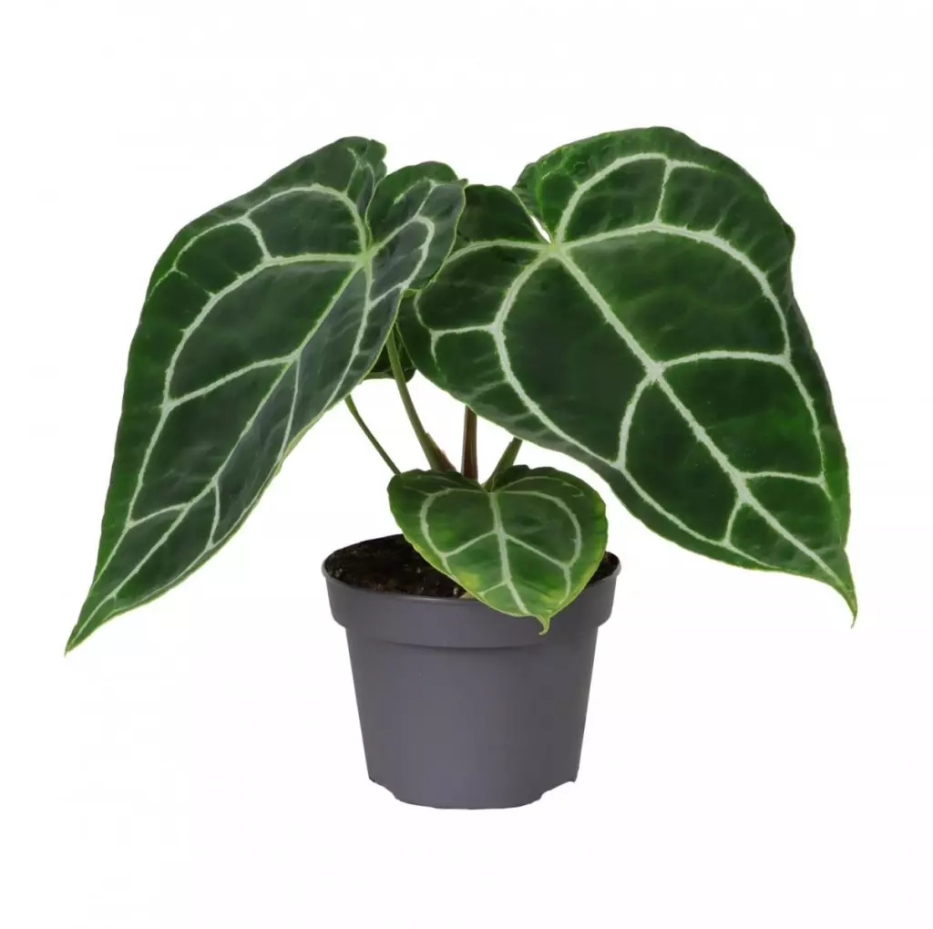 Антуриум Кристаллинум (Anthurium crystallinum) — бархатные листья и серебристые жилки
