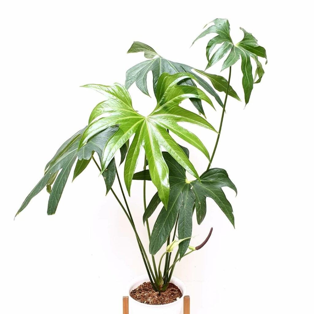 Антуриум Педаторадиатум (Anthurium pedatoradiatum) — пальчатые листья необычной формы