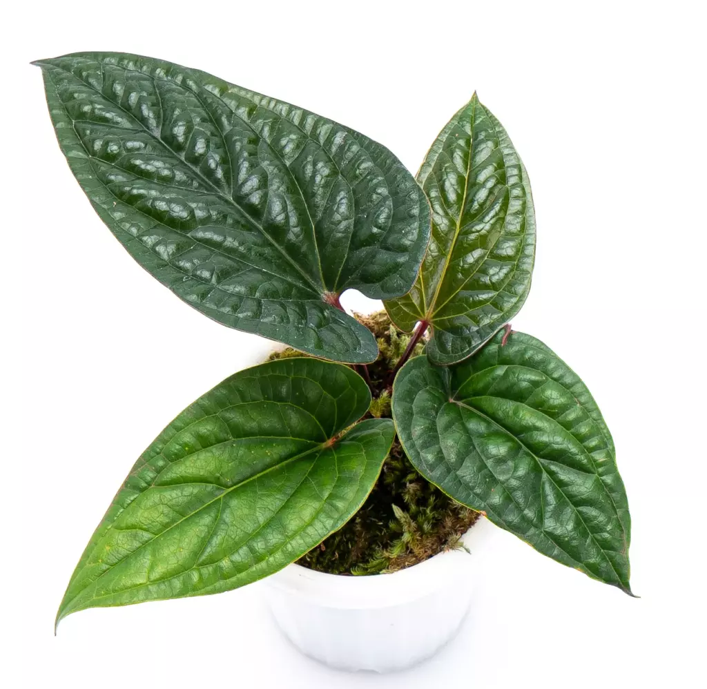 Антуриум Радиканс (Anthurium radicans) — фактурные листья и компактный рост