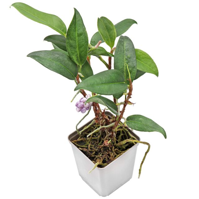 Антуриум Сканденс (Anthurium scandens) — лиана с ягодами и лёгким характером