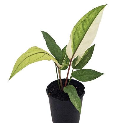 Антуриум Гукера (Anthurium hookeri) — вид с розеткой листьев для широкого горшка