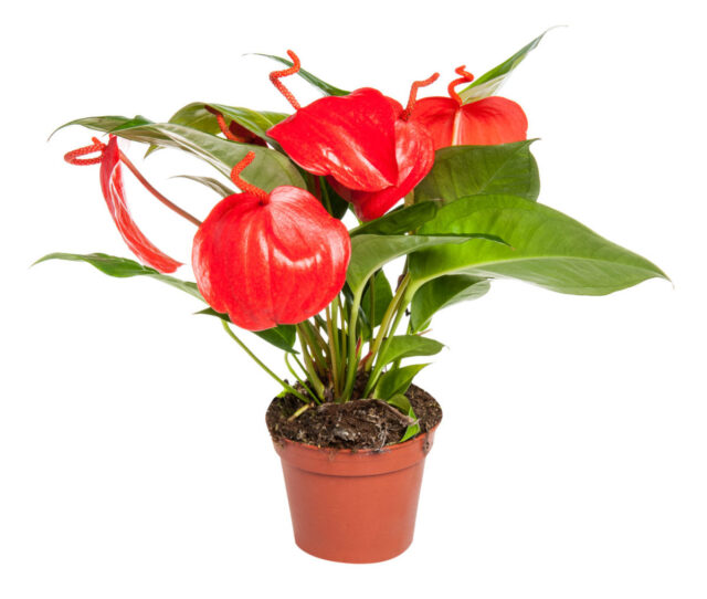 Антуриум Шерцера (Anthurium scherzerianum) — компактный и устойчивый вид для дома