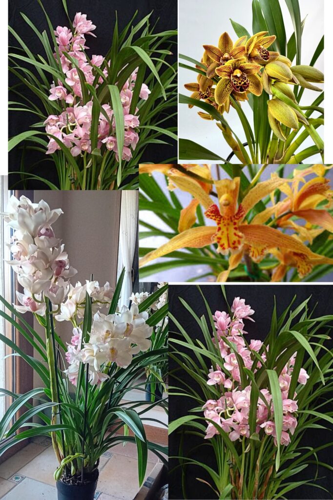 Cymbidium hybrid уход — фотоколлаж цветущей орхидеи в домашних условиях