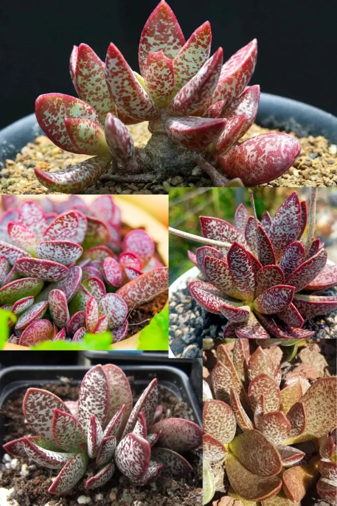 Collage of red speckled succulents shown in several close-up views