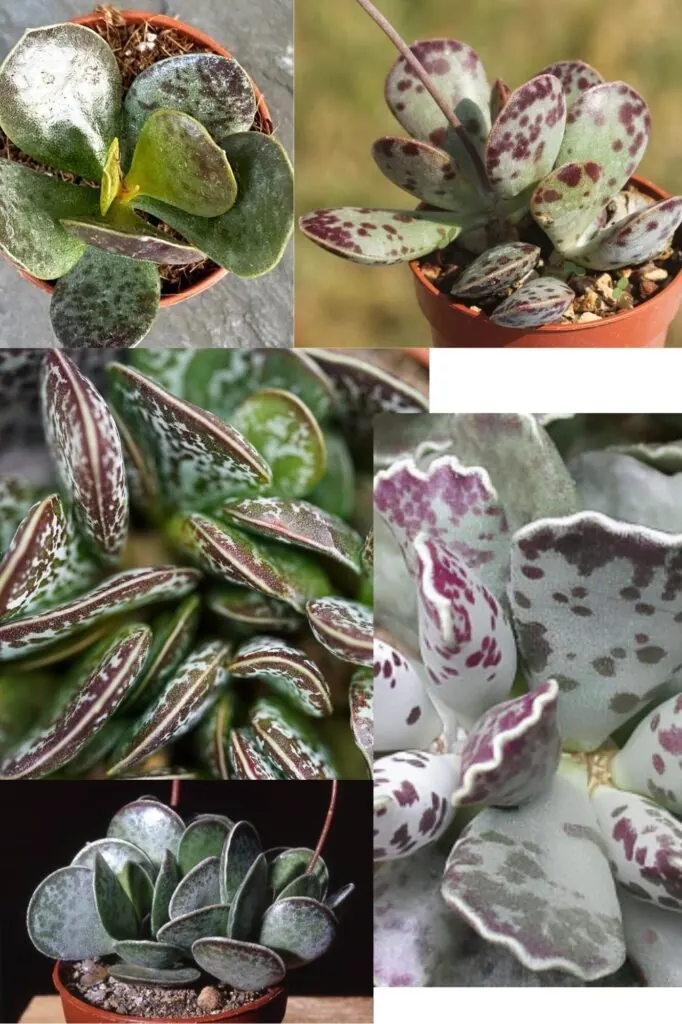 Collage of silver green succulents with purple spots shown in several close-up views