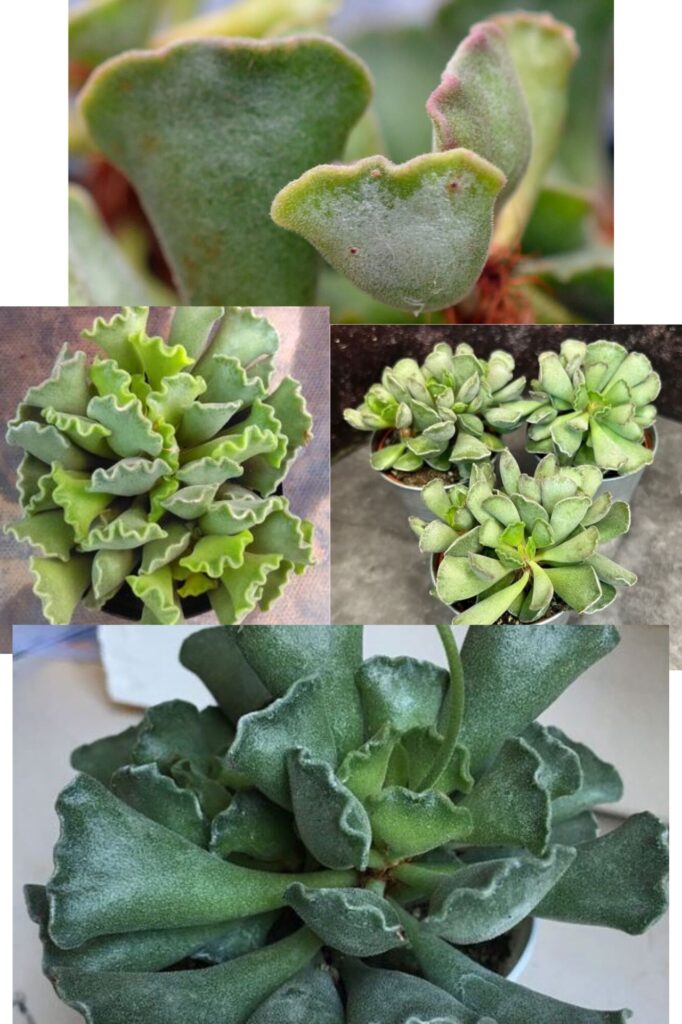 уход за адромискусом: Адромискус гребенчатый (Adromischus cristatus) в горшке