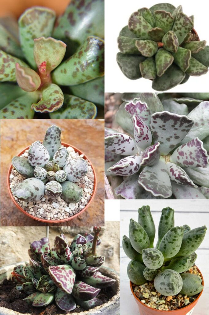 уход за адромискусом: Адромискус Купера (Adromischus cooperi) в домашних условиях