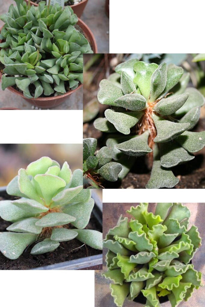 уход за адромискусом: Адромискус Пельнитца (Adromischus poellnitzianus)
