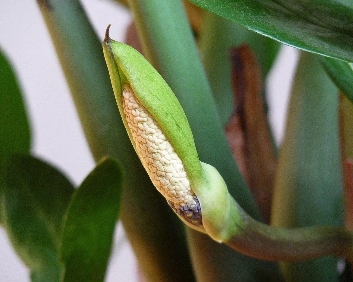 Close-up of a Zamioculcas flower with pale spadix and green spathe